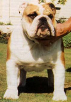English bulldog : Brampton’s Mr Douglas